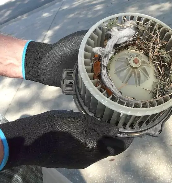 About Air Duct Mice Removal in Iowa City, IA